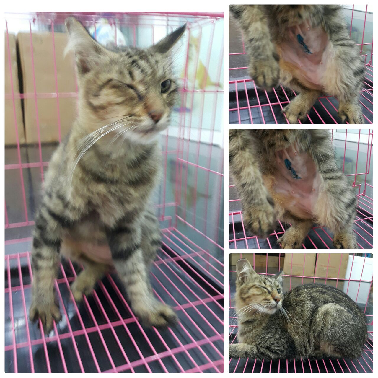 female cat ( 20.5.16)