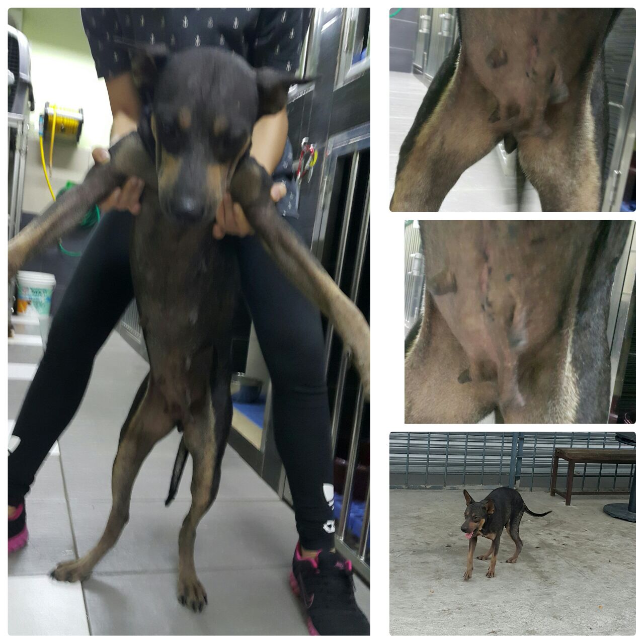female dog (17.5.16)