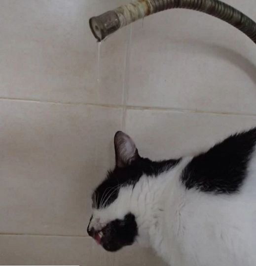 indy drinking from the tap