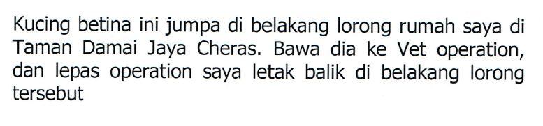 kucing
