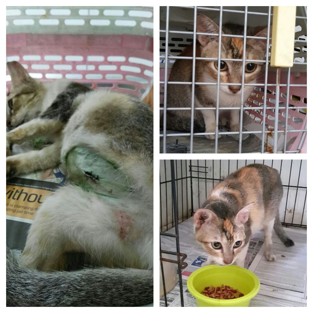 lee 3