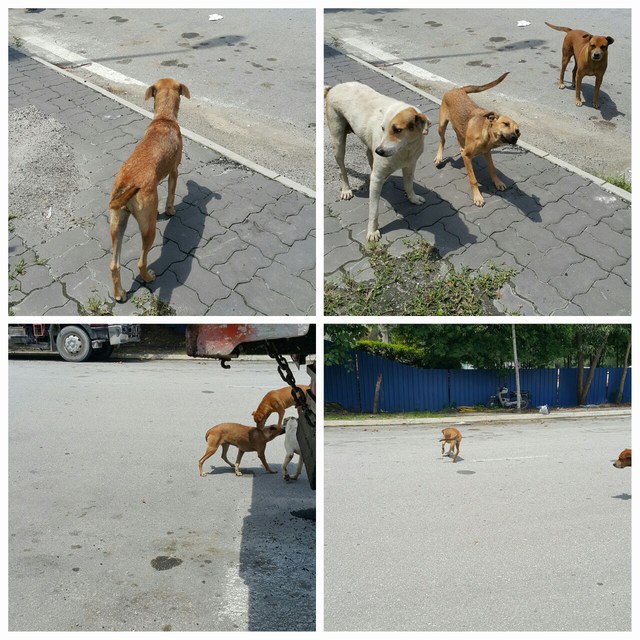 mini-IMG-20160509-WA0010