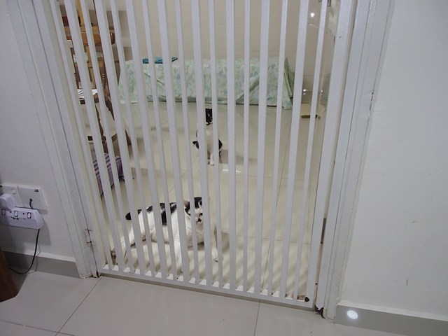 mini-P5170889