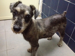 FOUND dog