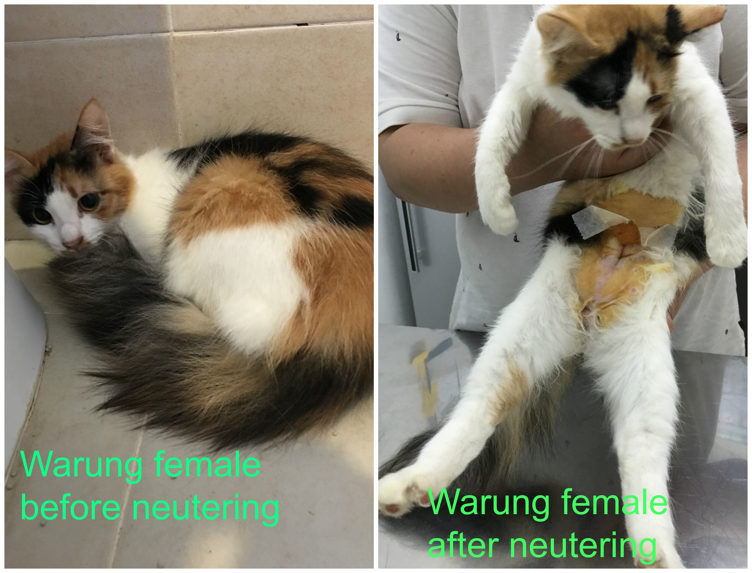 Warung female.Collage