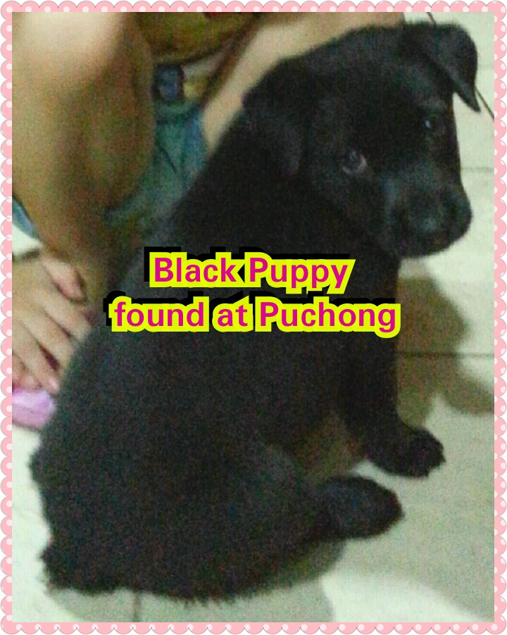 adoption jolin