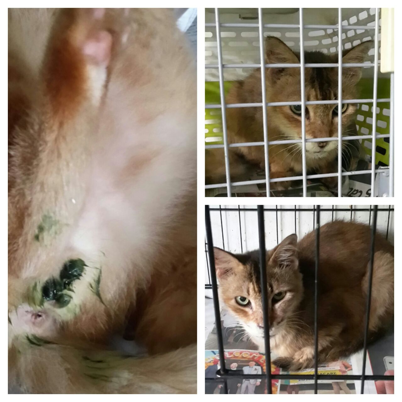 chan yk cat