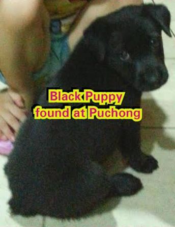 found puppy