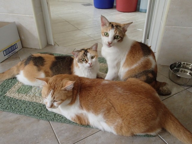 mini-P6250057