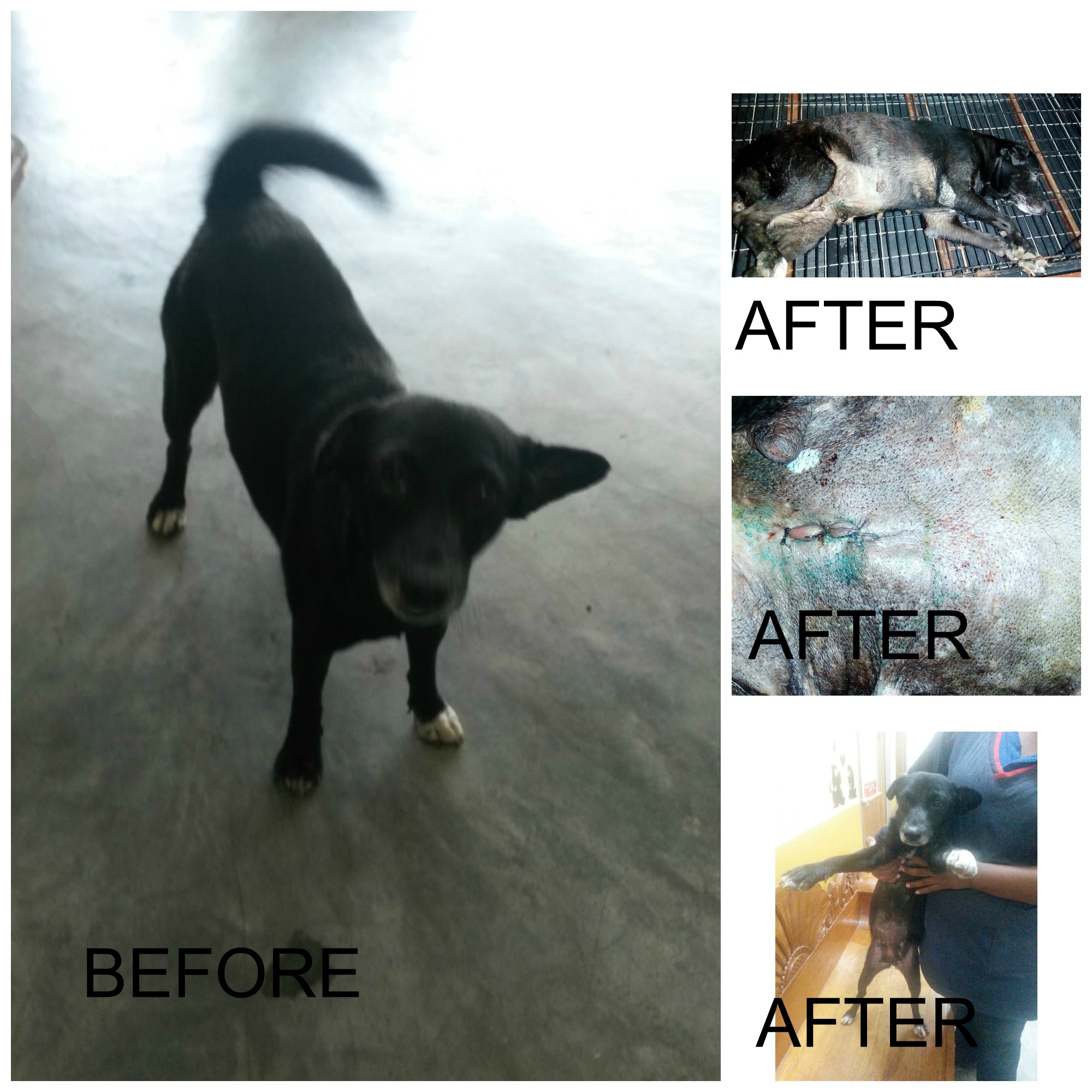 BLACK DOG 1