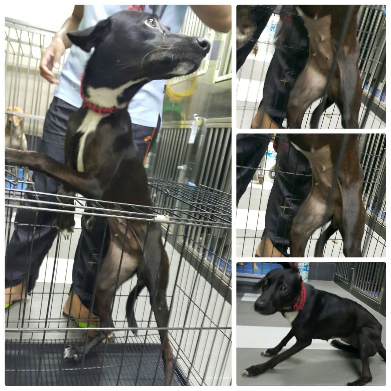 Female dog (Bill 22.7.2016)