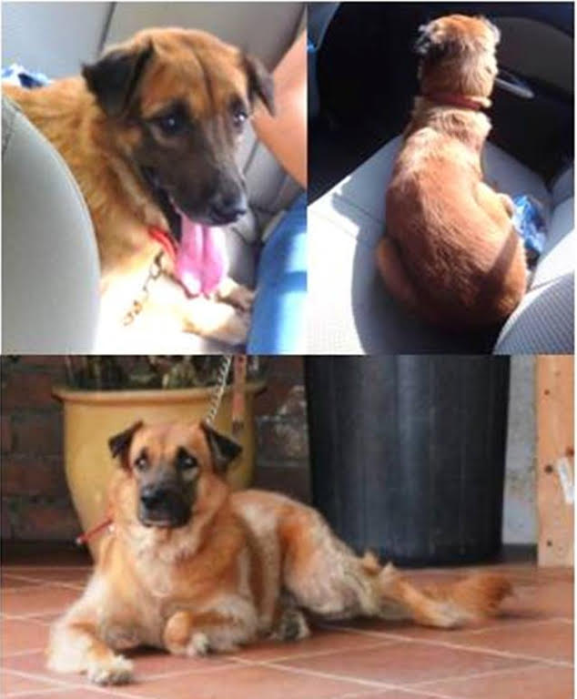 LOST DOG