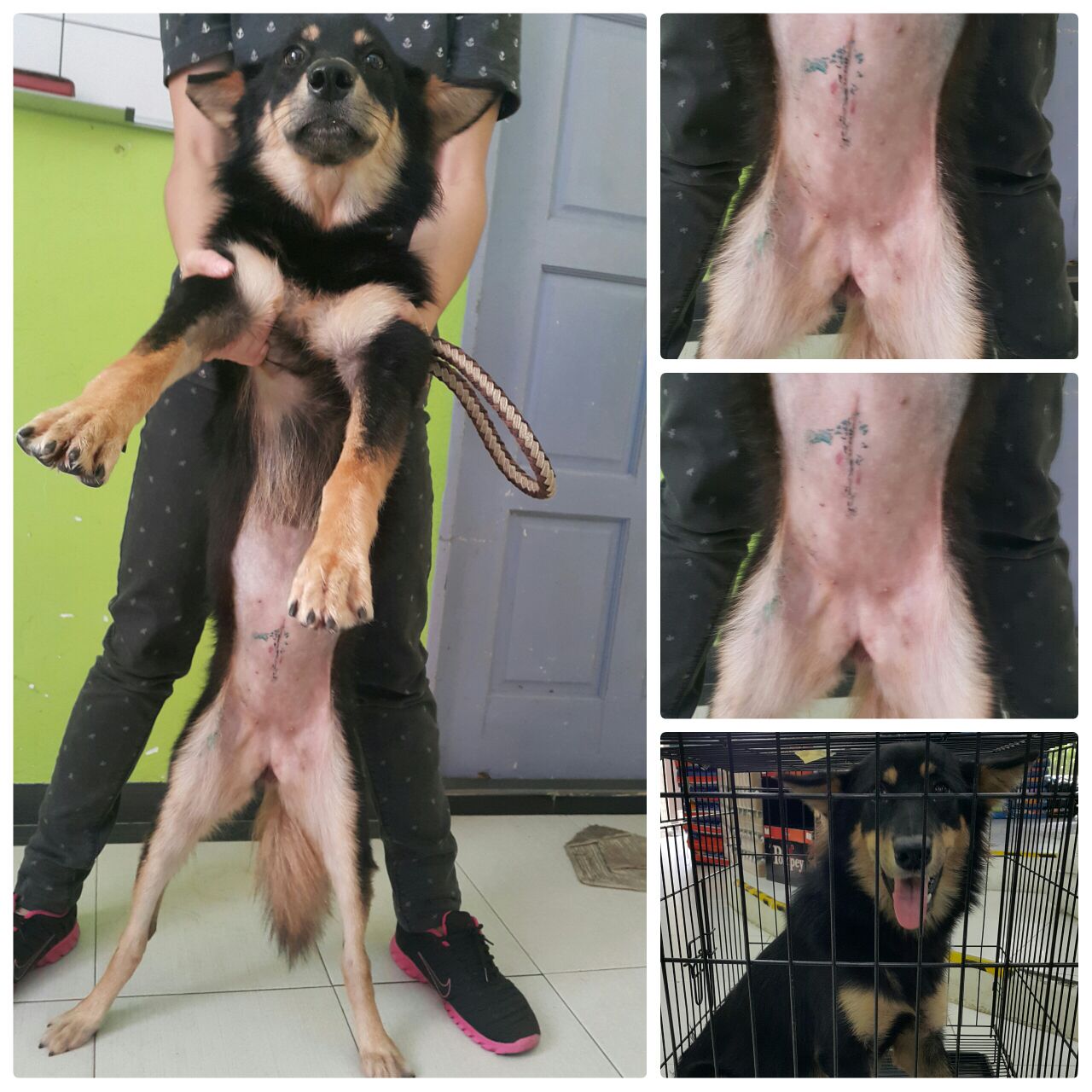 Photo Black female dog ( 23.6.16)