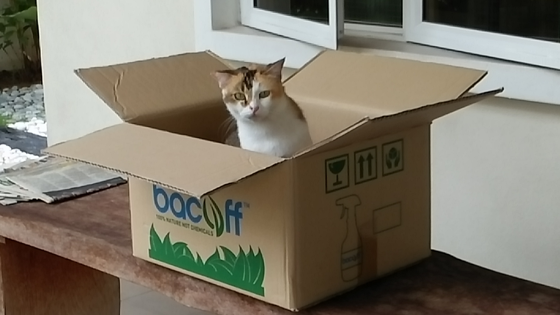 Rosie the hero