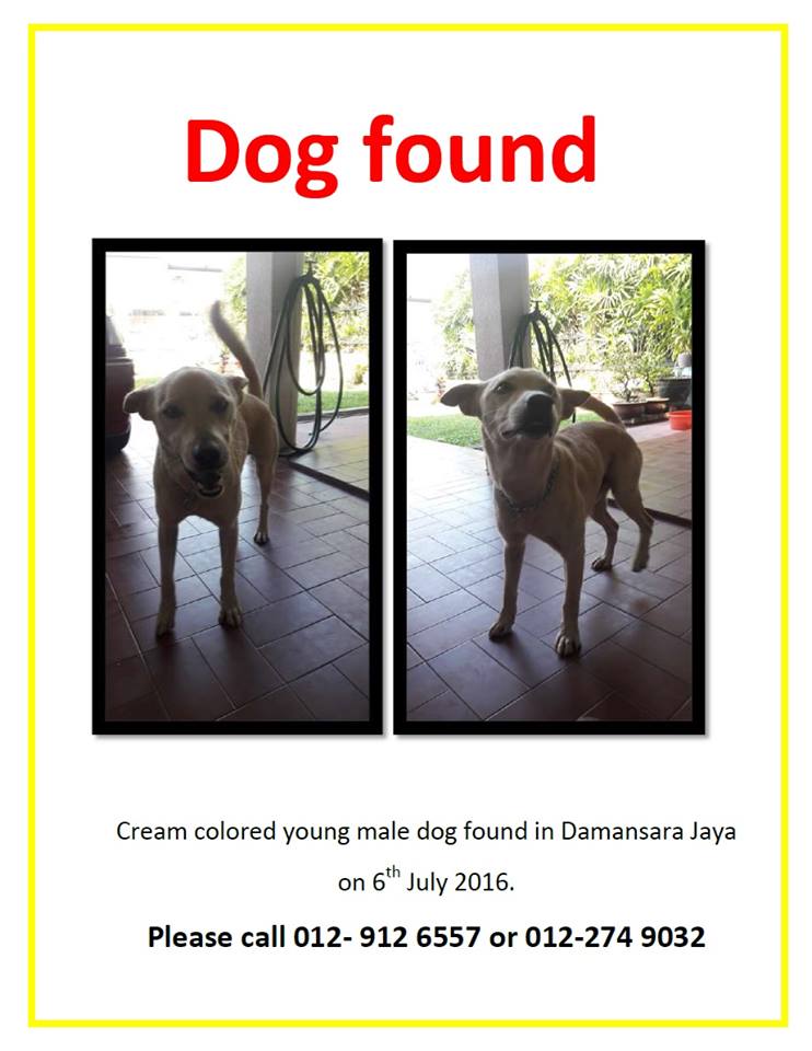 dog found
