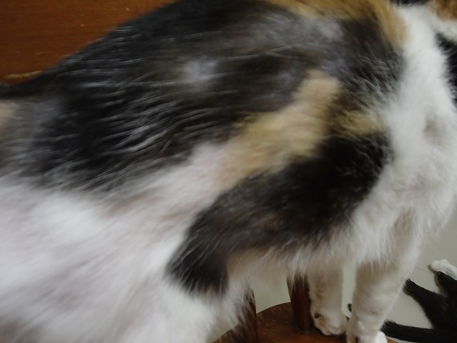 mini-P7100119