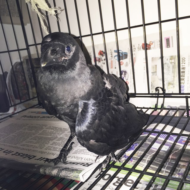 mini-crow1