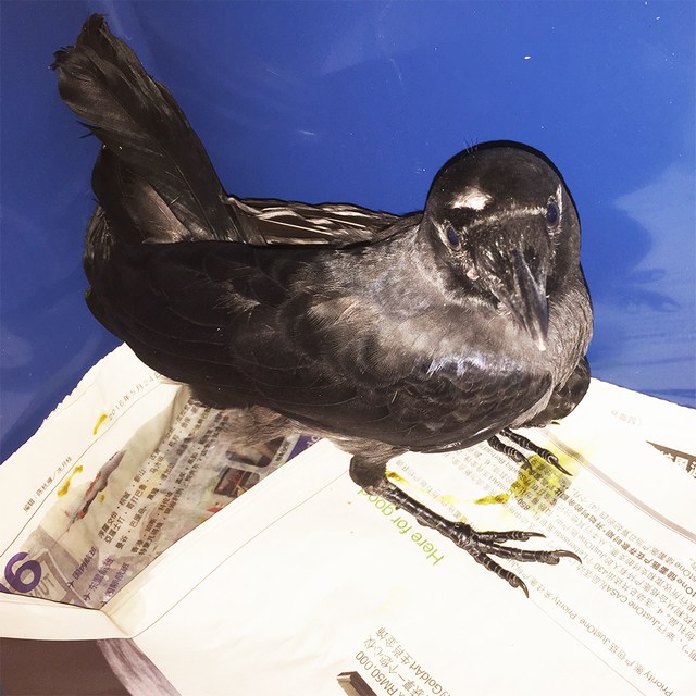 mini-crow2
