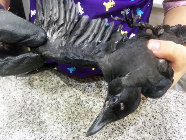 mini-crow3
