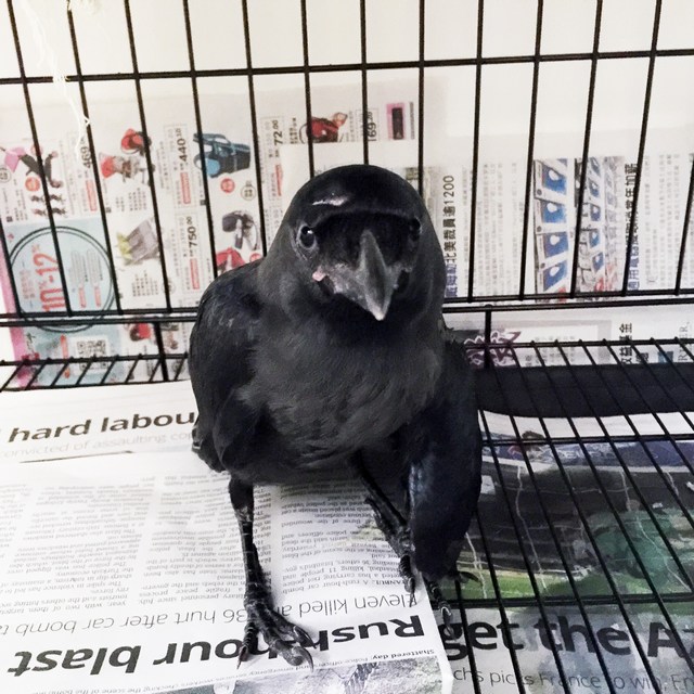 mini-crow4
