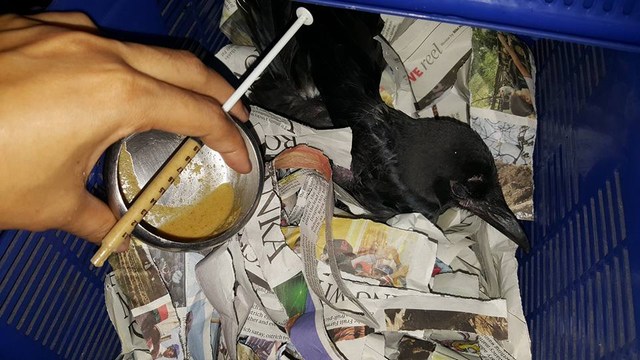 mini-crow5