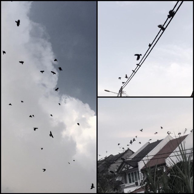 mini-crows
