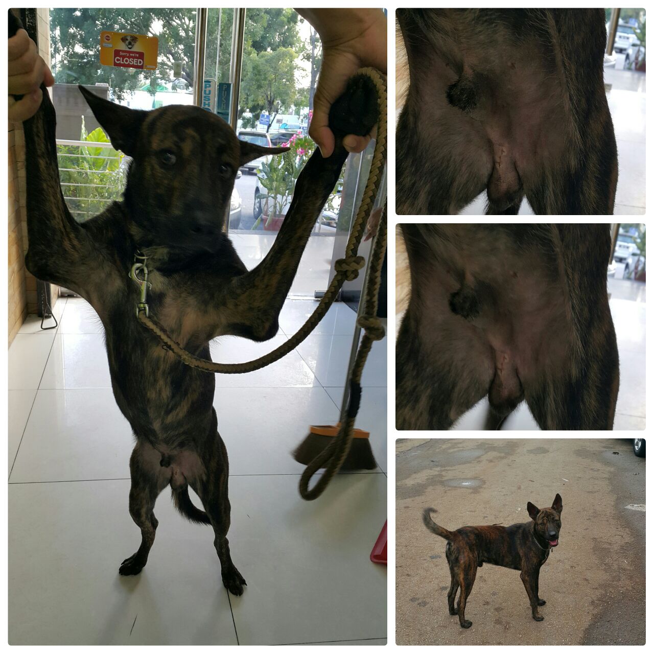 photo - male dog ( bill 29.6.2016)