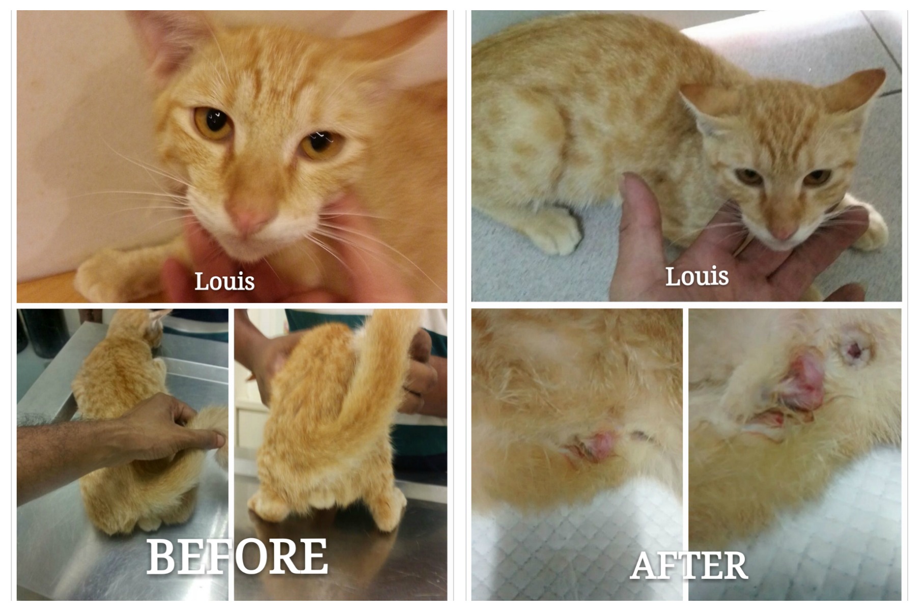 LOUIS