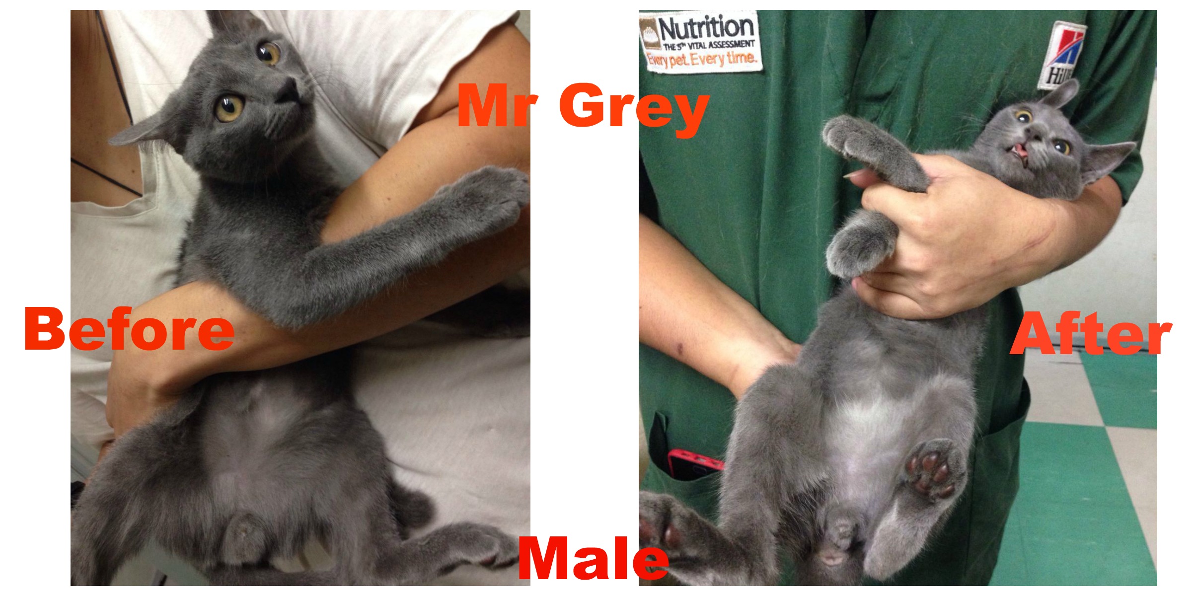 Mr Grey Male Cat Aid