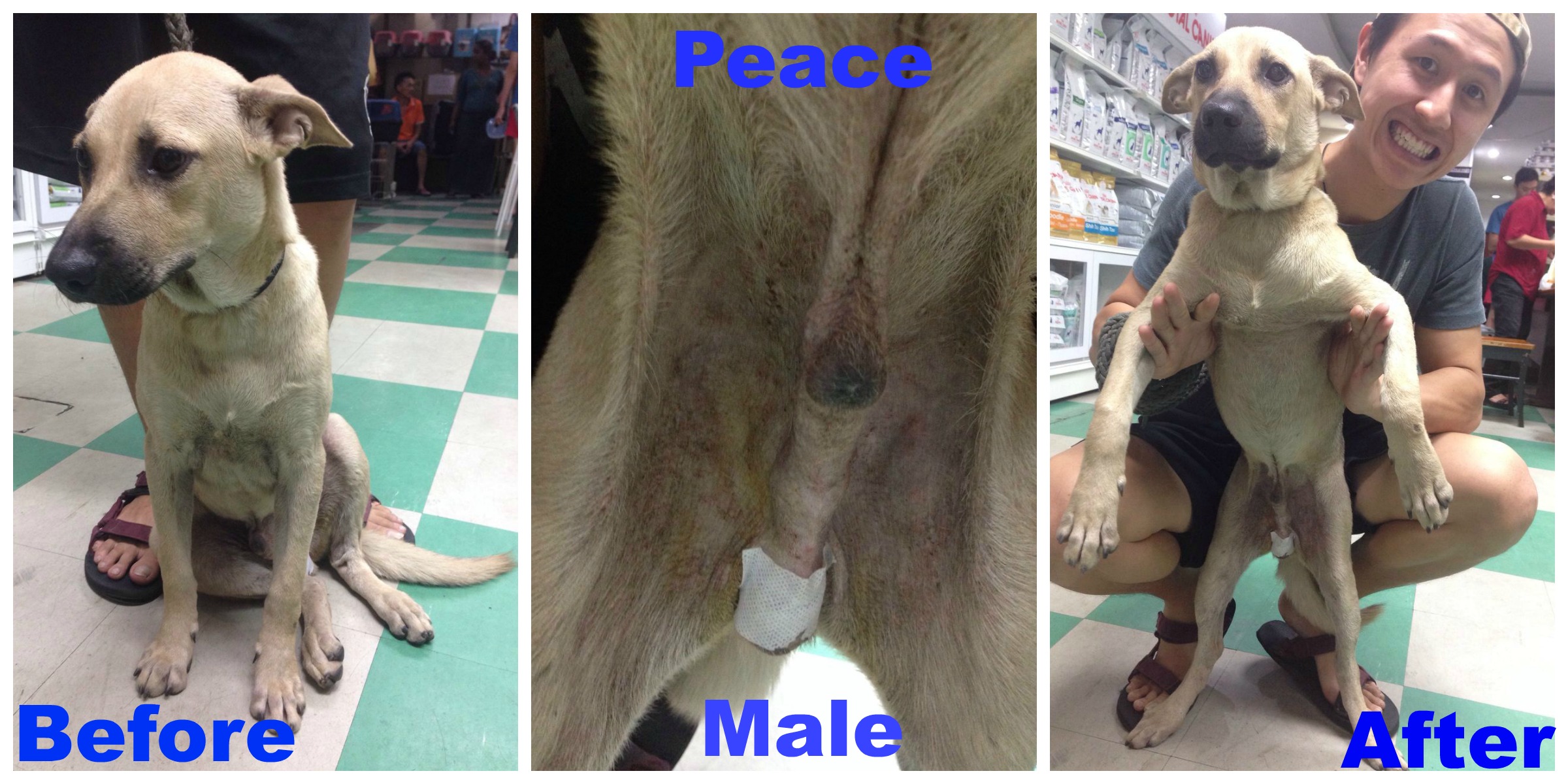 Peace Male Dog Aid