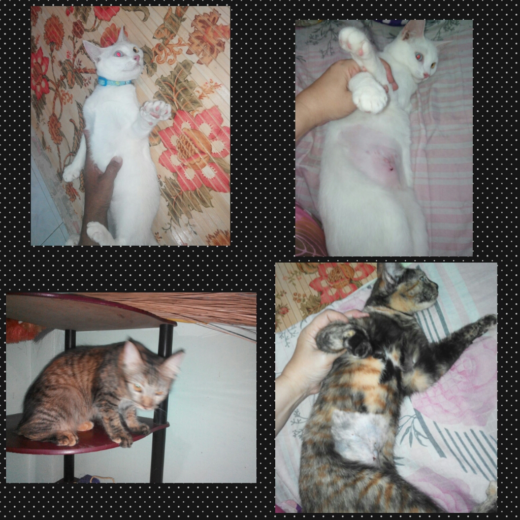 PhotoGrid_1471276247618