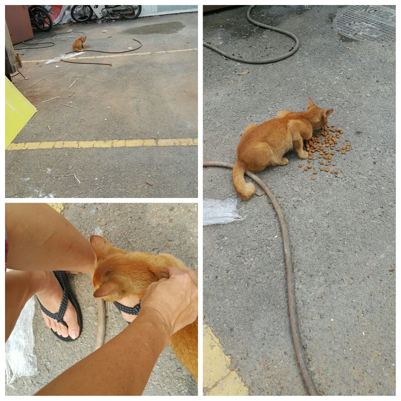 cat 1