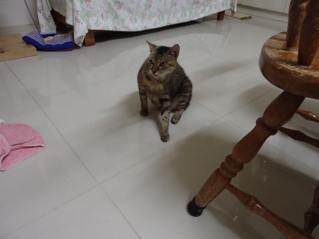 mini-P8130231