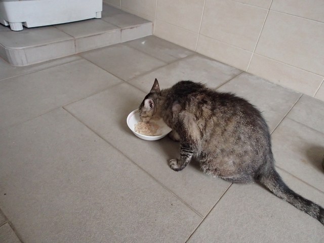 mini-P8130233