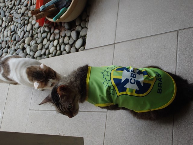 mini-P8230267