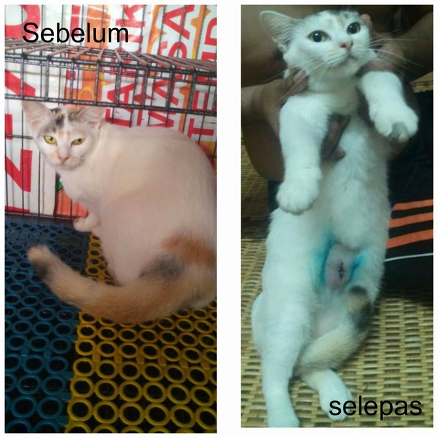 mini-PicMonkey Image tutih tutih