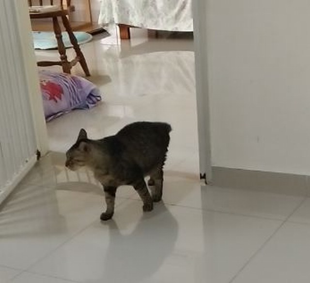 mini-tiger steps out