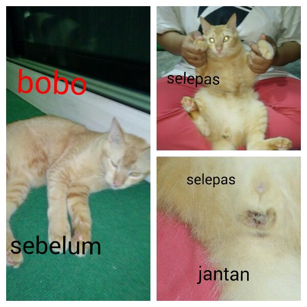 noorhana sahli johor aug 3