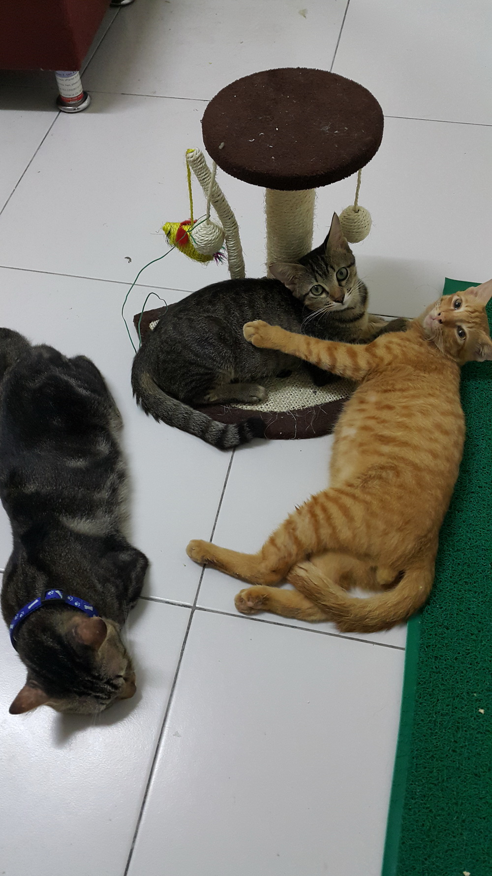 the whole family