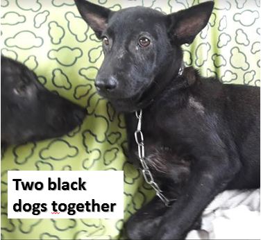 two blacks
