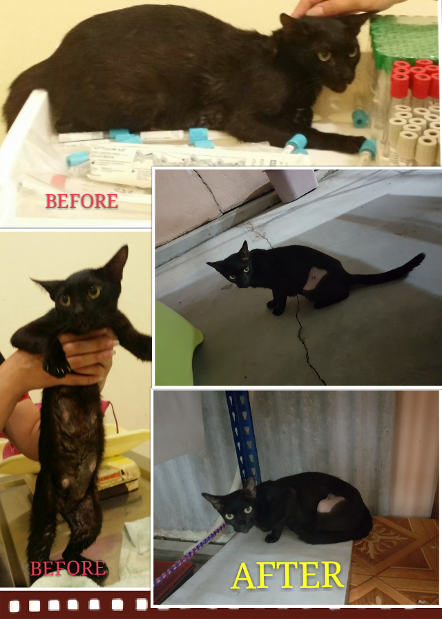 female-blacknie