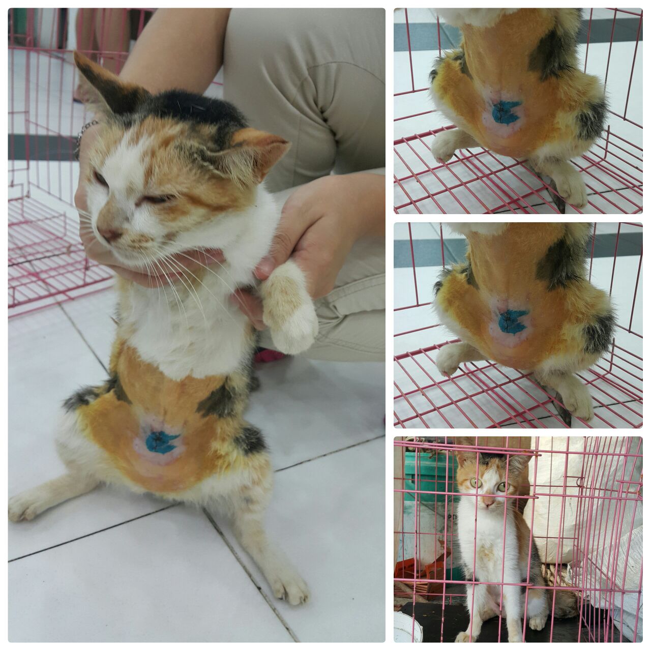 female-cat-bill-2-9-2016