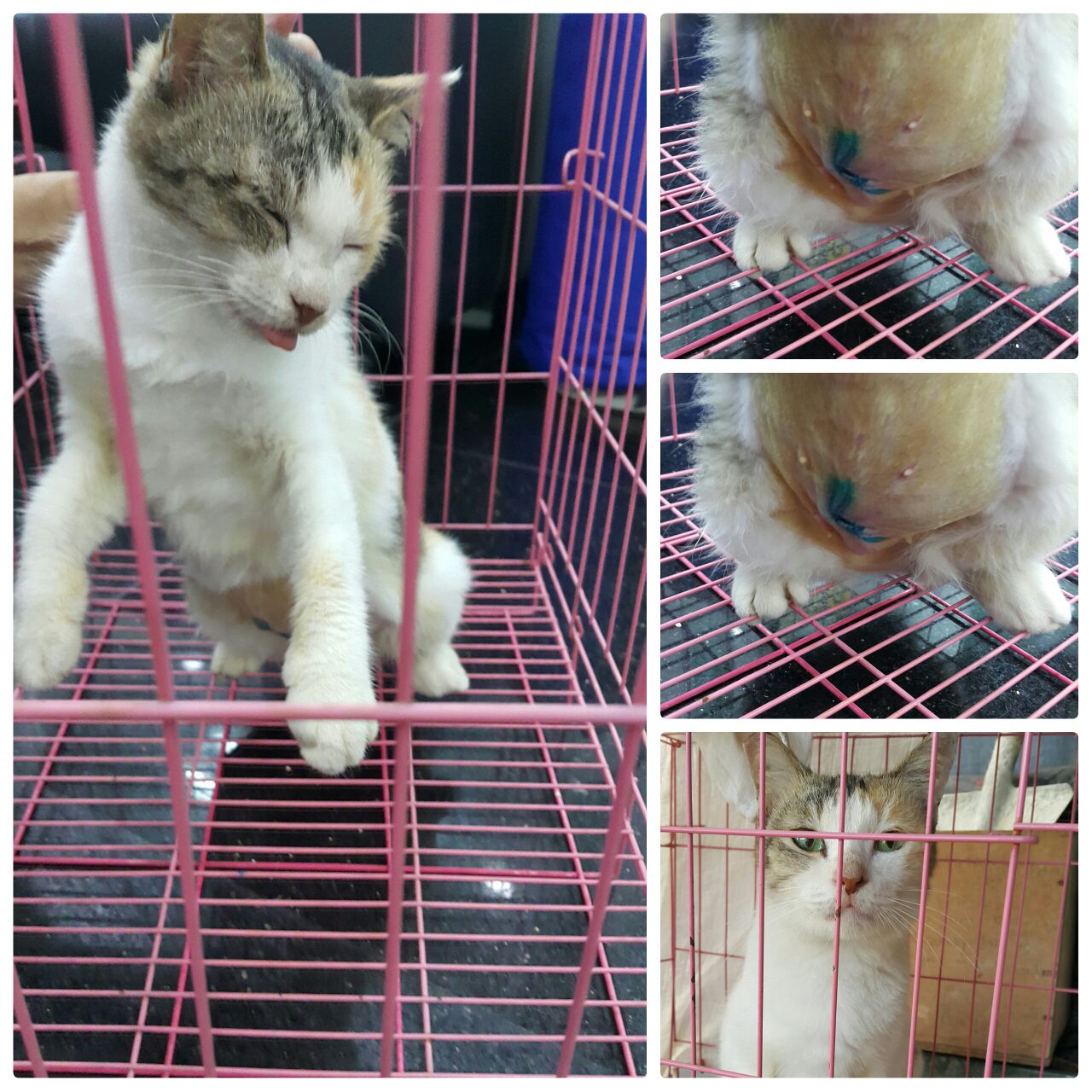 female-cat-bill-24-8-2016