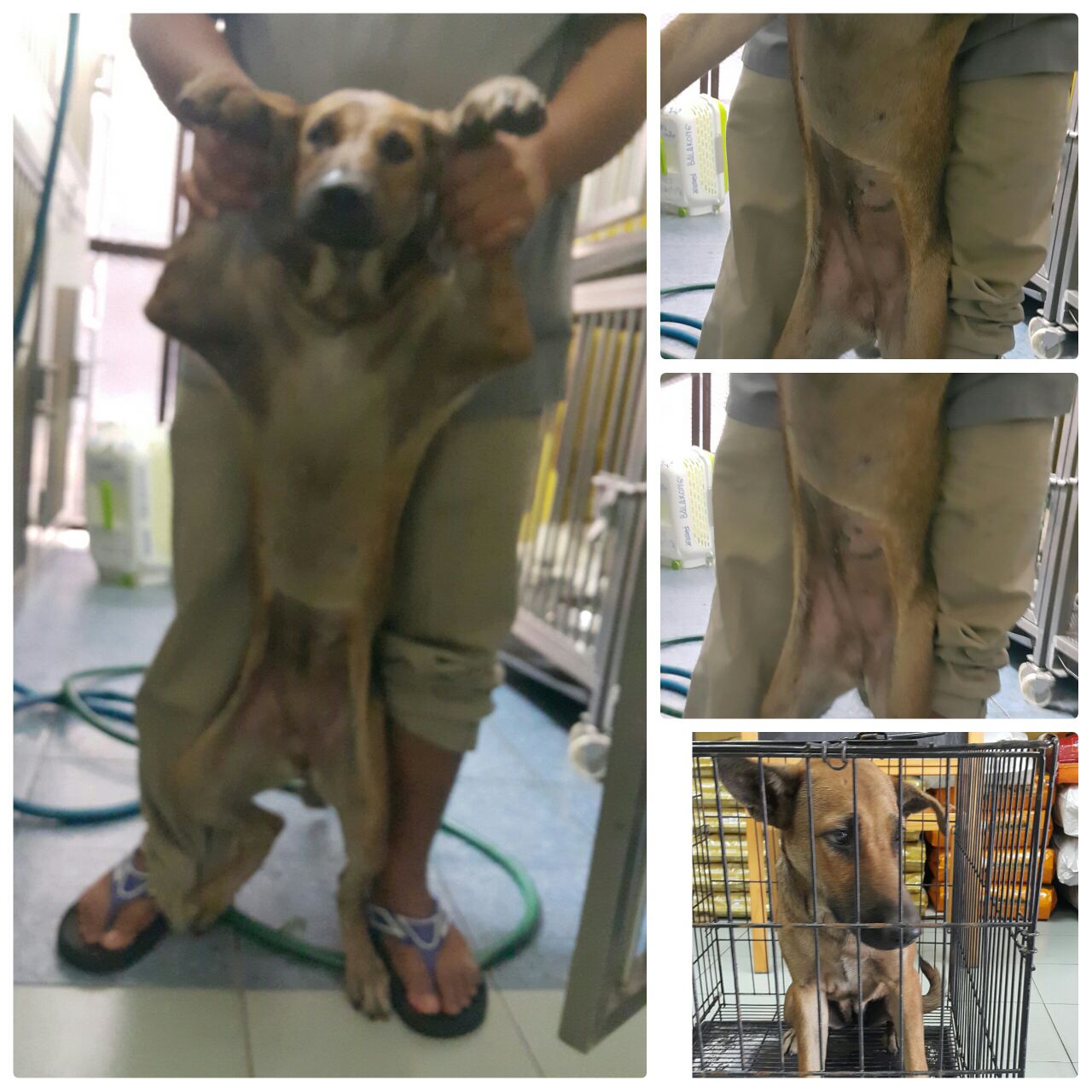 female-dog-bill-1-9-2016