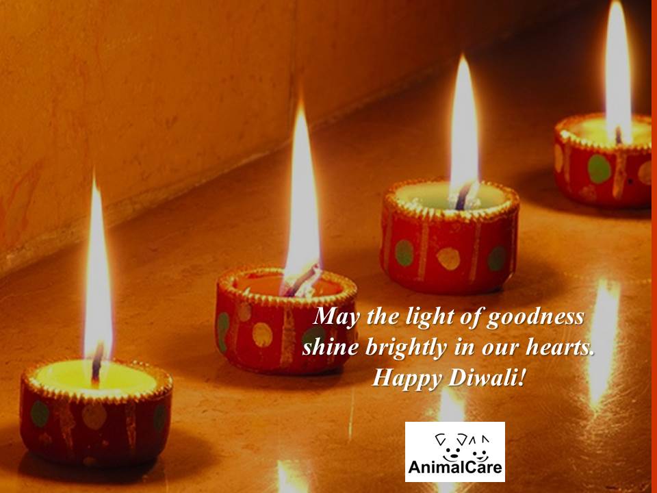 diwali-2013