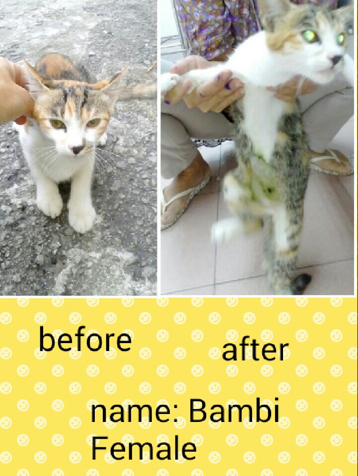 female-bambi