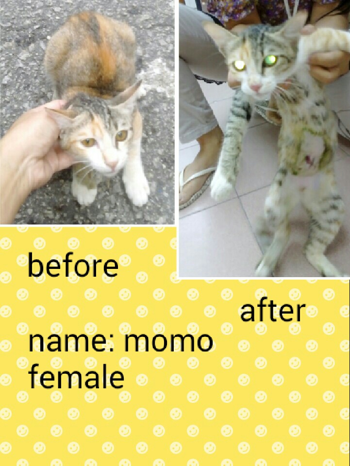 female-momo