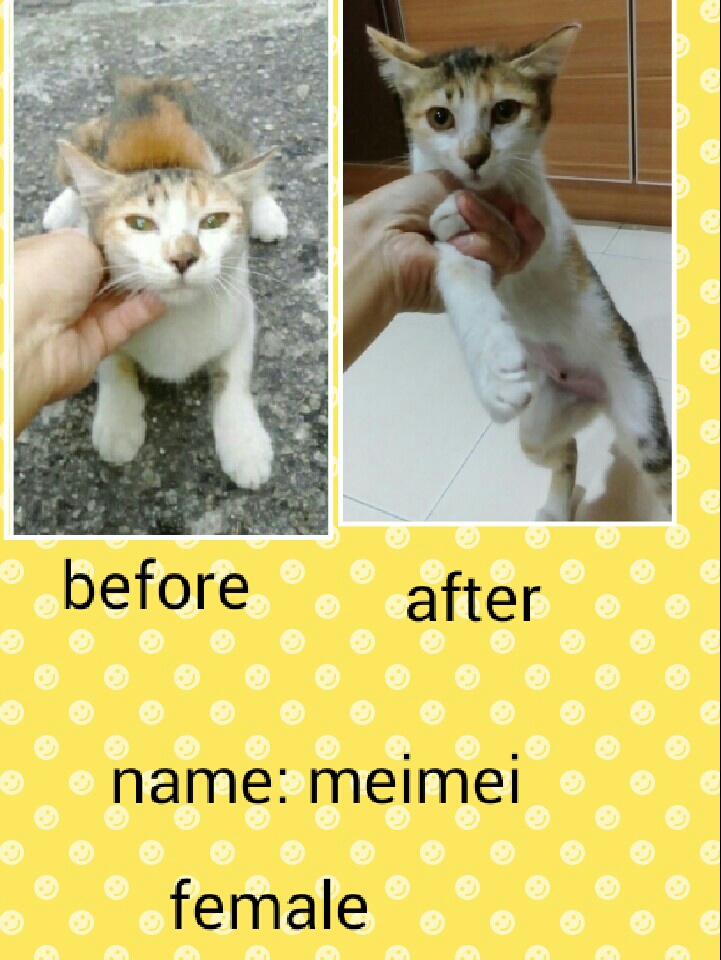 female-meimei
