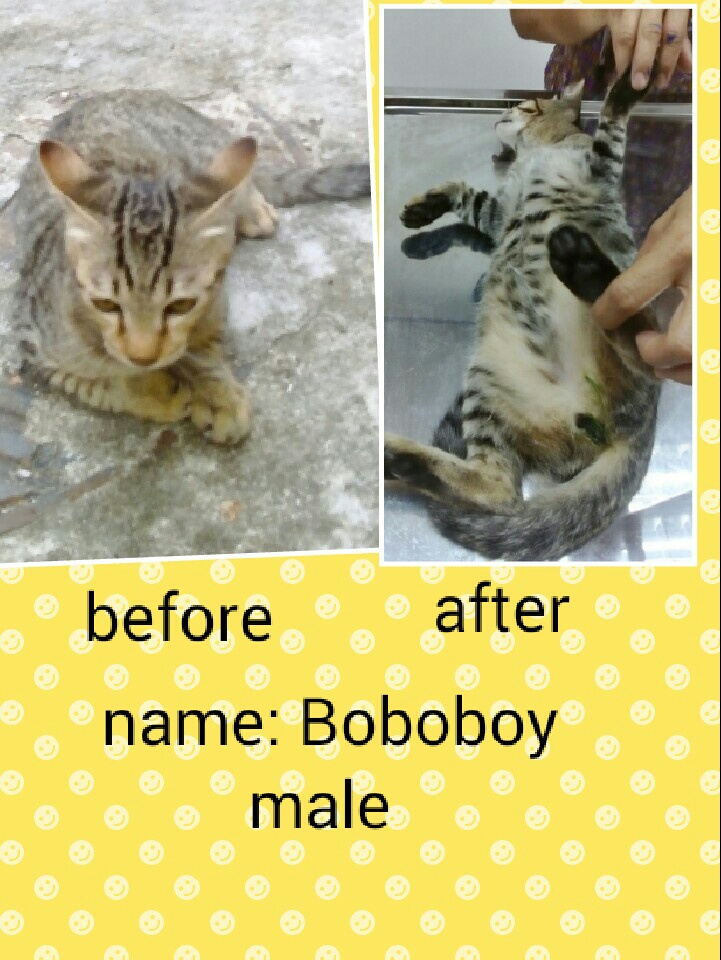 male-boboboy