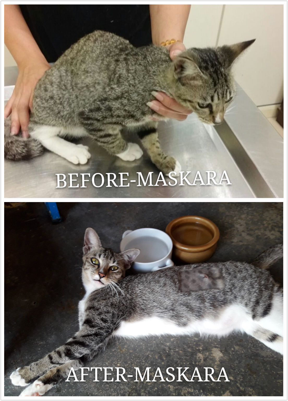 maskara